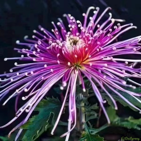 Beautiful Rare Spider Chrysanthemum 🌻 Very Easy