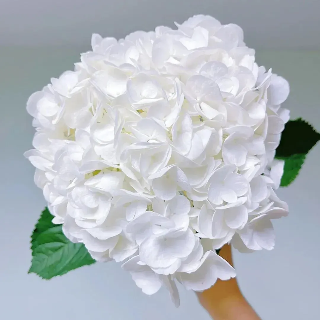 🌷Семена на многогодишна градинска хортензия