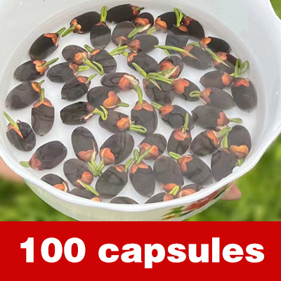 [Beginner-friendly] Hydroponic lotus seeds