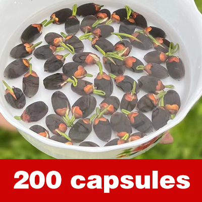[Beginner-friendly] Hydroponic lotus seeds