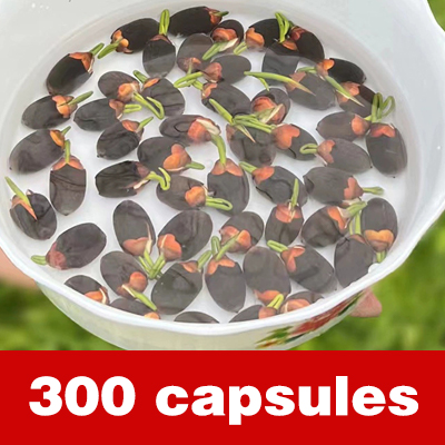 [Beginner-friendly] Hydroponic lotus seeds
