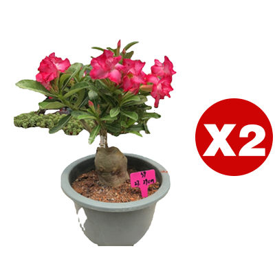 [Water and live for 100 years] Desert Rose Seeds