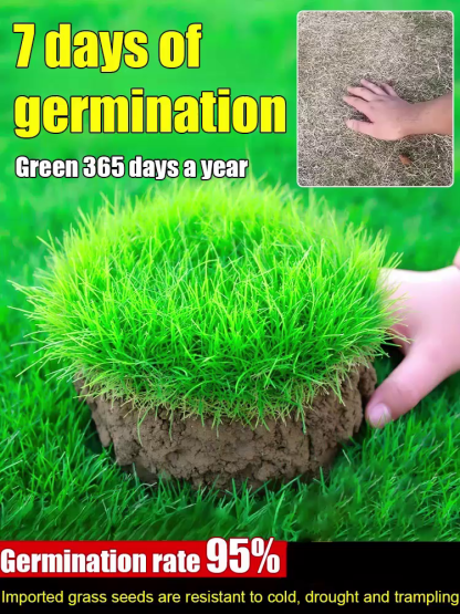 7-Day Germination Grass Seed – Limited Sale of Newest Improved Variety  