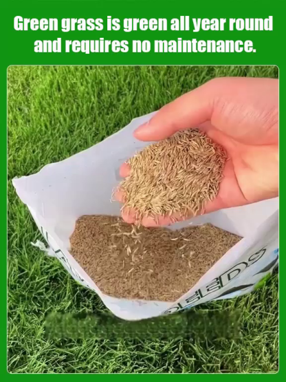 7-Day Germination Grass Seed – Limited Sale of Newest Improved Variety  