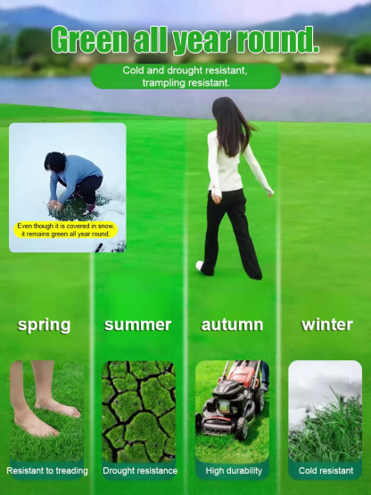 7-Day Germination Grass Seed – Limited Sale of Newest Improved Variety  