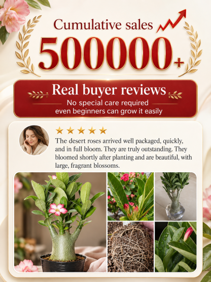 Desert Rose Bulb Flower – Just Water to Thrive for 100 Years