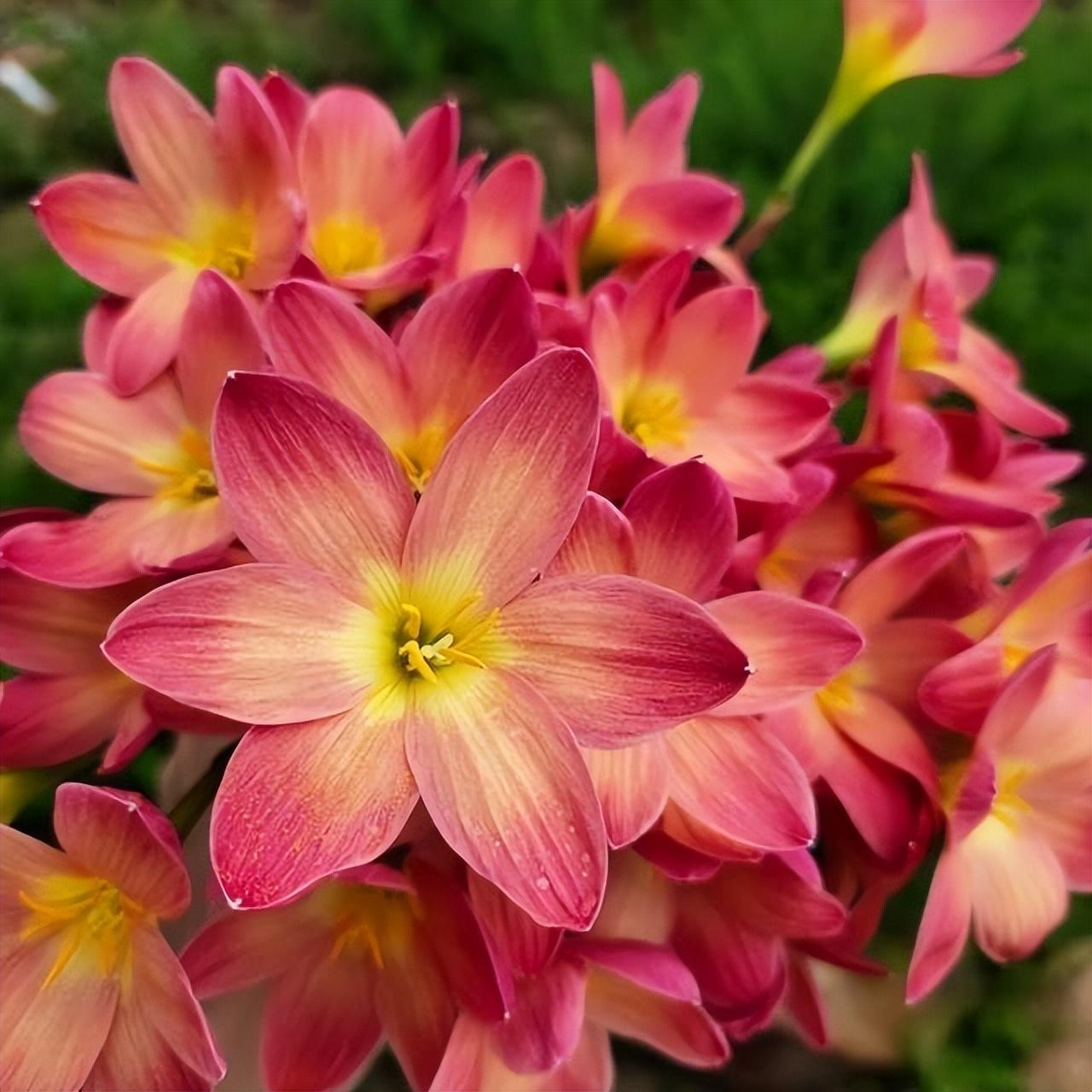 Esőorchidea hagymák – A következő eső után virágzik-Clara Rosan