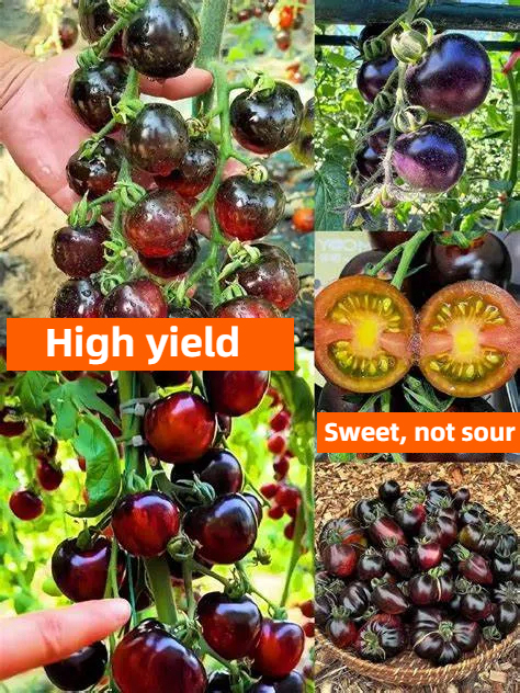 Fekete Paradicsom - Fekete Szépségkirálynő🍅-Clara Rosan