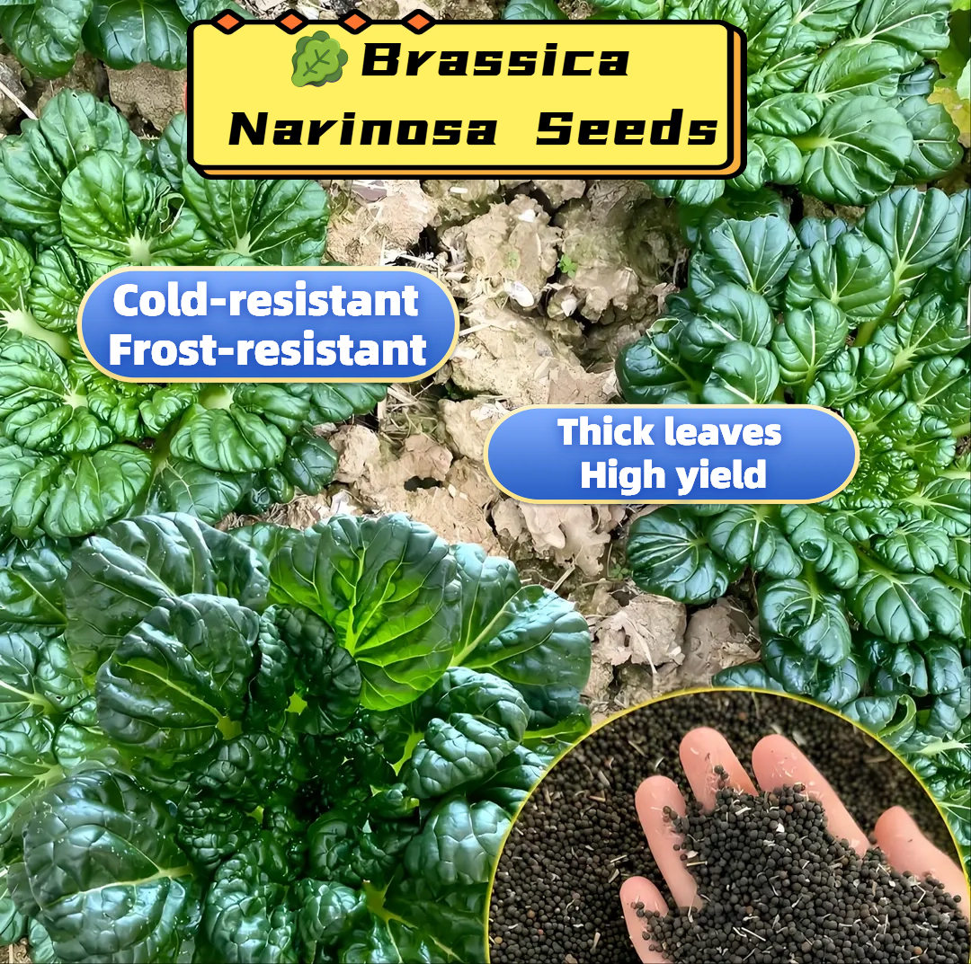 🥬Brassica Narinosa magok 🥬-Clara Rosan