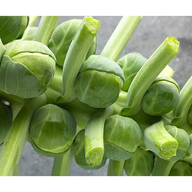 🥬Brussels Sprouts Marte F1 magvak-Clara Rosan