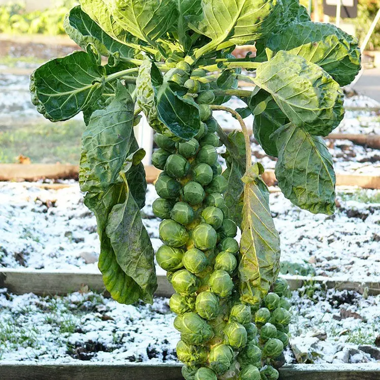 🥬Brussels Sprouts Marte F1 magvak-Clara Rosan