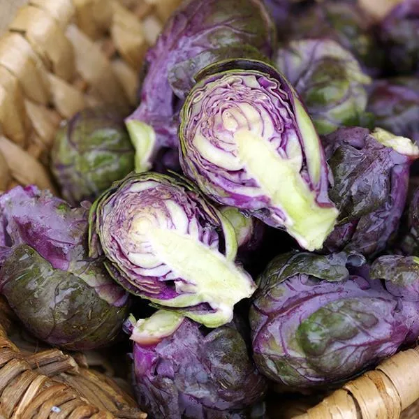 🥬Brussels Sprouts Marte F1 magvak-Clara Rosan