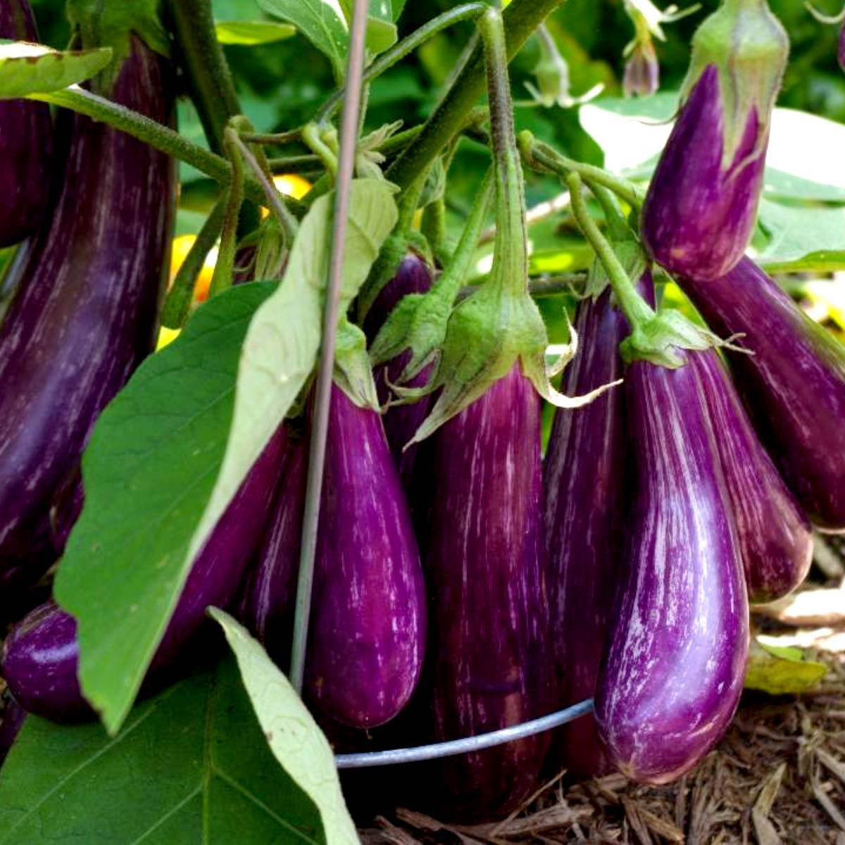 🍆 Nubia padlizsán zöldségmagok - Csíkos padlizsán-Clara Rosan