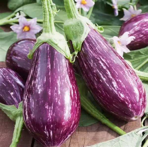 🍆 Nubia padlizsán zöldségmagok - Csíkos padlizsán-Clara Rosan