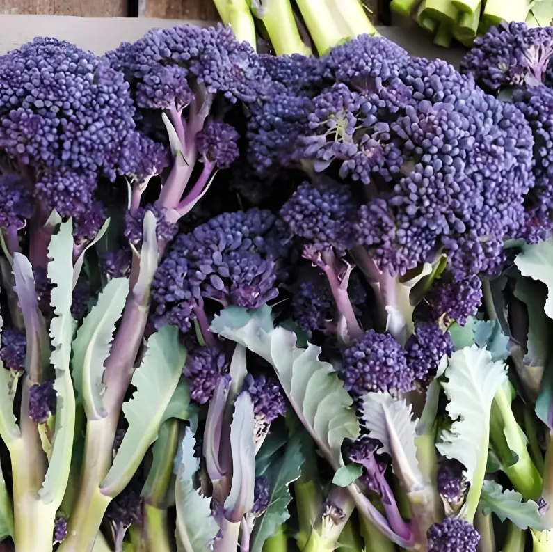 🥦 Könnyen termeszthető, nehezen ellenállható – Brokkoli szármagok minden otthoni kerthez-Clara Rosan