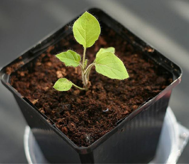 Nipple Fruit Seeds ~ Cow's Udder ~ Titty Fruit ~ Apple of Sodom (Solanum mammosum) ~ Nipplefruit Bizarre Fruit in the Solanum Family-Clara Rosan