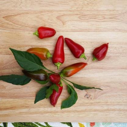 Csípős paprika-Clara Rosan