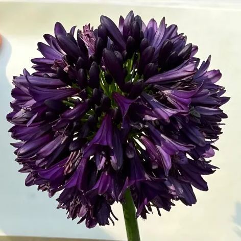 Agapanthus africanus 'Black Jack'-Clara Rosan