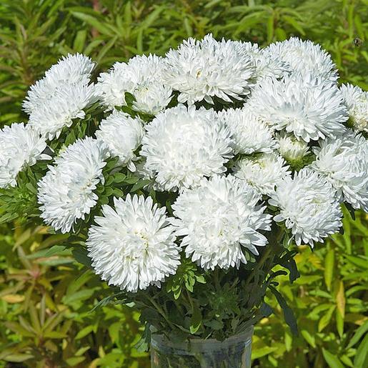 Királyméretű fehér-Clara Rosan