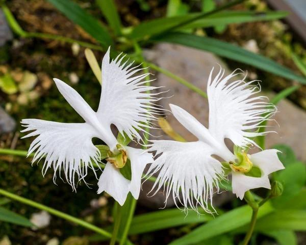 Habenaria radiata magok-Clara Rosan