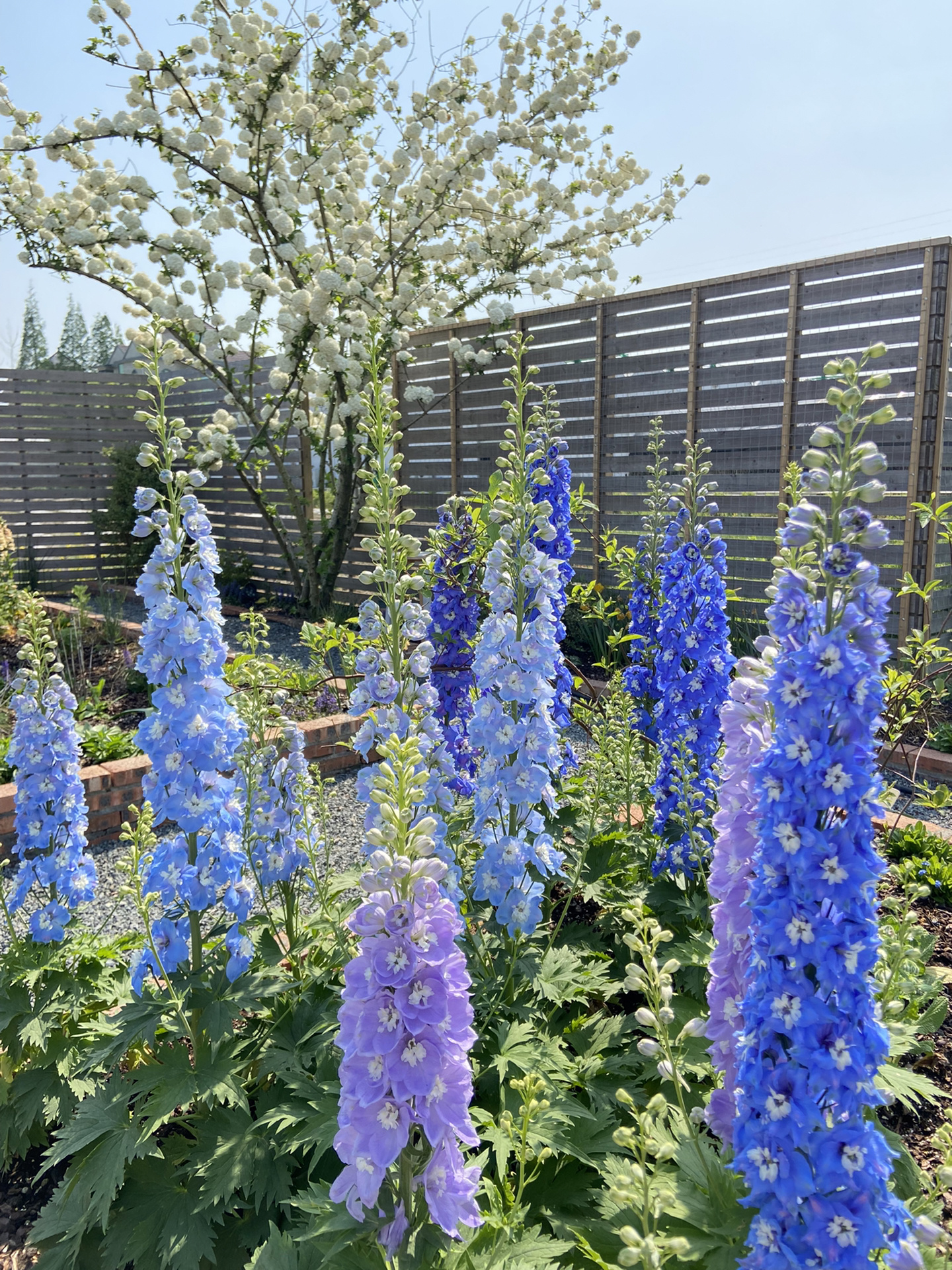 Delphinium magok - vegyes 7 szín-Clara Rosan