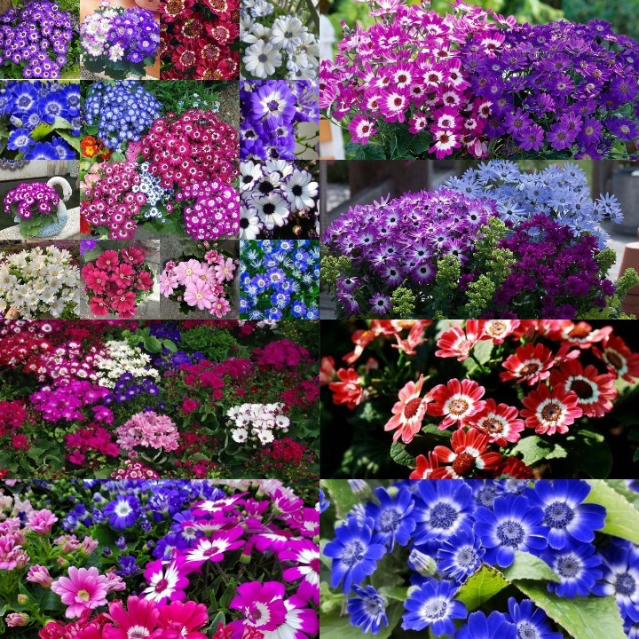 Cineraria Mix Virágmagok - Több mint 10 Színben-Clara Rosan