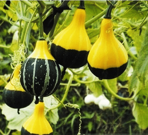 Ritka és egzotikus tökmag-Clara Rosan