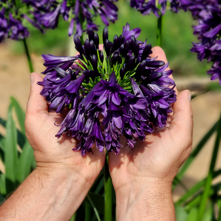 Agapanthus africanus 'Black Jack'-Clara Rosan