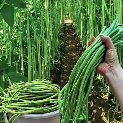 Hosszú fűszerbab: Magas hozamú zöldség rövid idő alatt-Clara Rosan