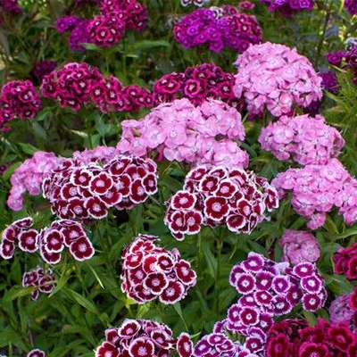 Dianthus magok 🌈 Több mint 10 szín keverése-Clara Rosan