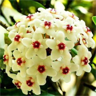 Hoya Seeds - Csillagok hullanak az égből✨-Clara Rosan