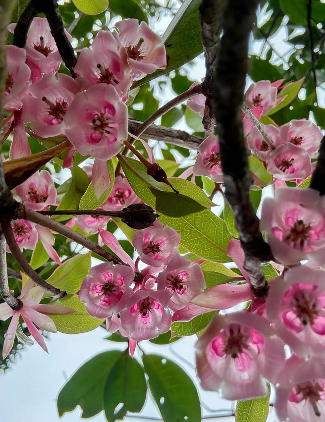 Ritka tubarózsa Enkianthus magok-Clara Rosan
