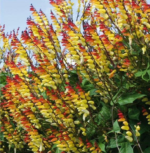 Firecracker szőlő Ipomoea lobata magok-Clara Rosan