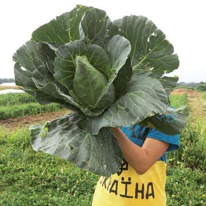 Caraflex F1 Bio káposzta-Clara Rosan