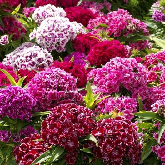 Sweet William Seeds - Magas Dupla Mix-Clara Rosan