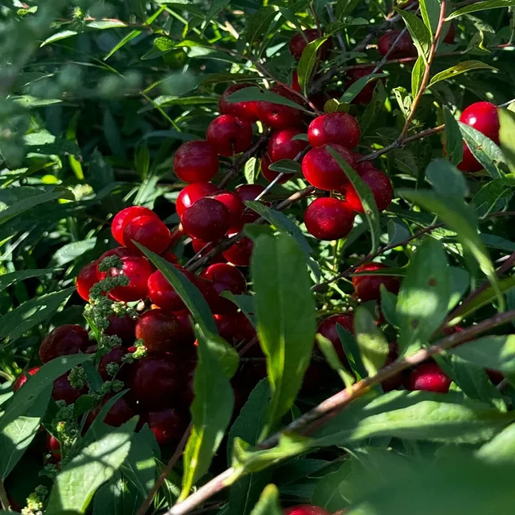 🍒 Törpecseresznye – Prunus Humilis magok-Clara Rosan