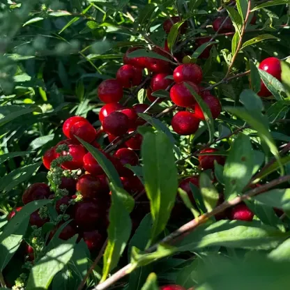 🍒 Törpecseresznye – Prunus Humilis magok-Clara Rosan