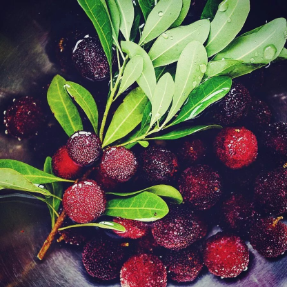 Óriás Mirtusz: Ping-Pong Labda Méret, ⭐Eper-Cseresznye Fúziós Íz-Clara Rosan