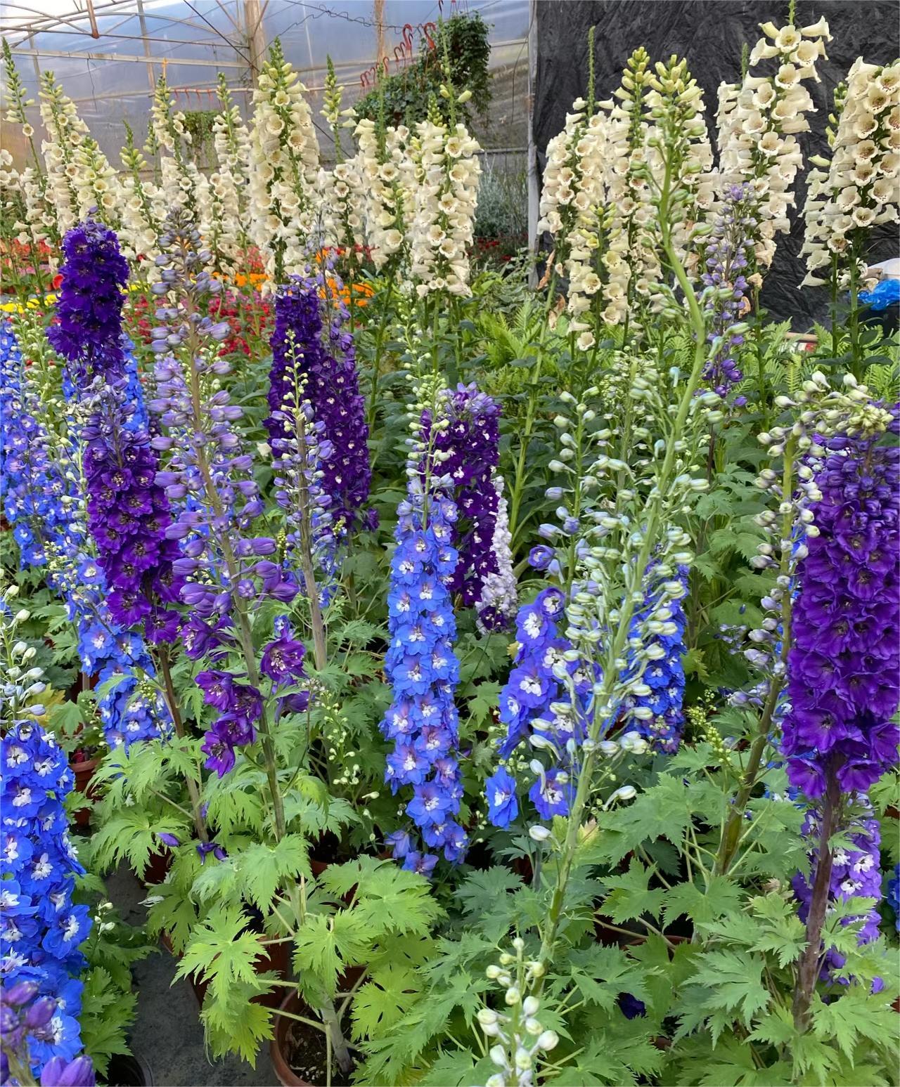 Delphinium magok - vegyes 7 szín-Clara Rosan