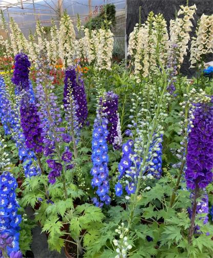 Delphinium magok - vegyes 7 szín-Clara Rosan