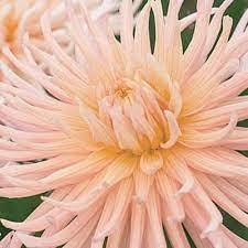 SÁRGABARACKOS CSILLAG-Clara Rosan