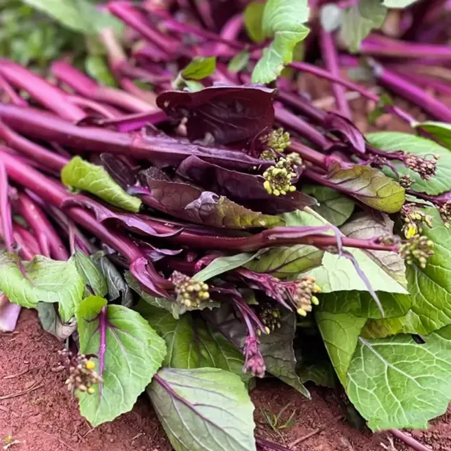 Cékla a hó alatt magok-Clara Rosan