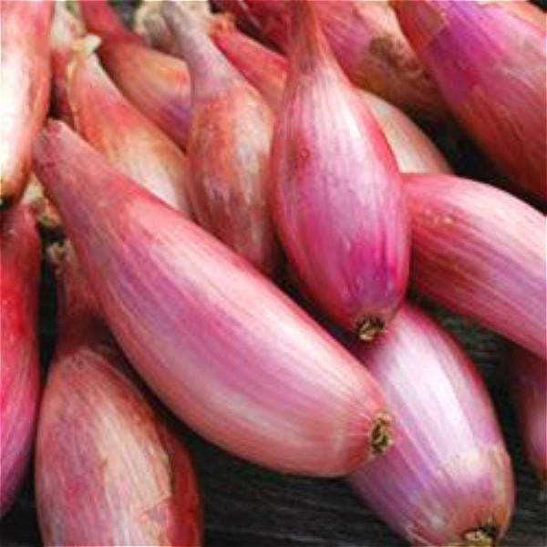 Óriás vöröshagyma magok-Clara Rosan