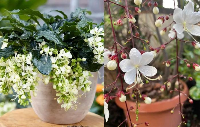 💐Te vagy az életem - Könnyező jázminvirág magok-Clara Rosan