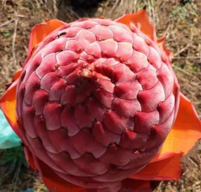 Arany Piros Lótuszmagok: Öleld át a Nyugalmat Minden Virágzással 🌸-Clara Rosan