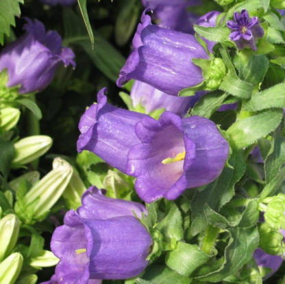 Harangvirág magok-Clara Rosan