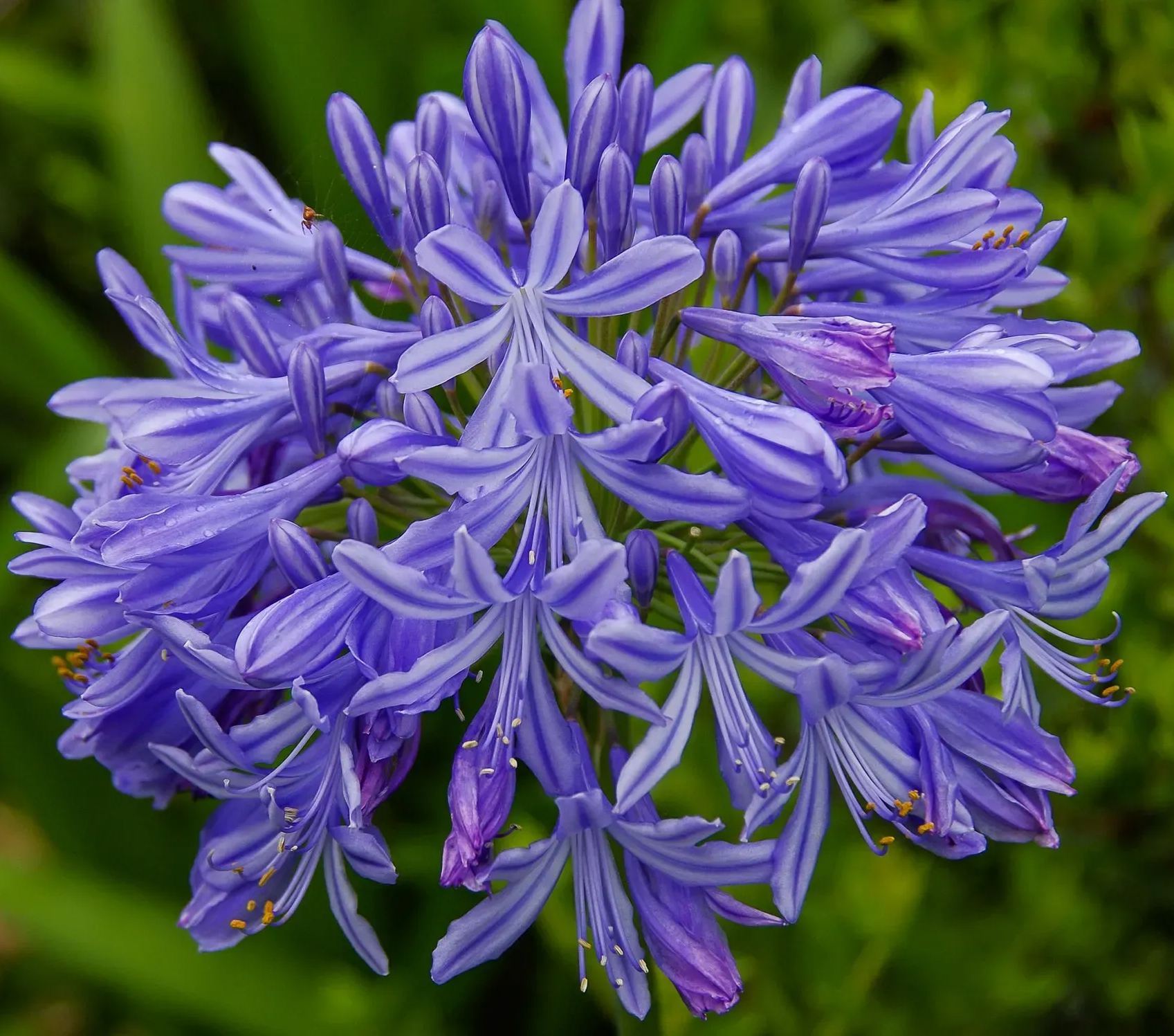 Agapanthus africanus 'Fekete buddhista'-Clara Rosan