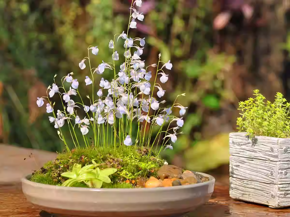 Utricularia sandersonii magok-Clara Rosan