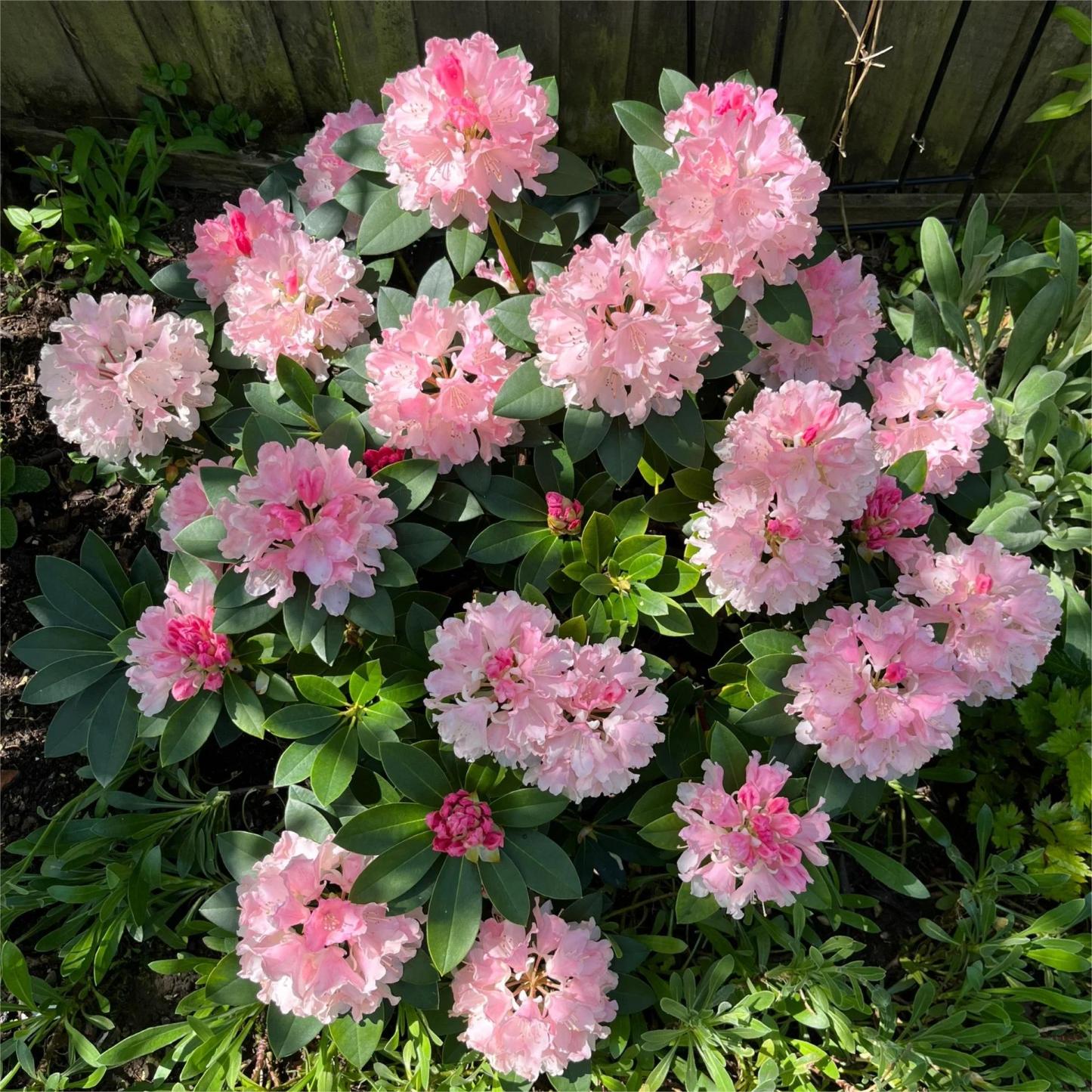 Alpesi azálea magok 🌸 Ritka fajok-Clara Rosan