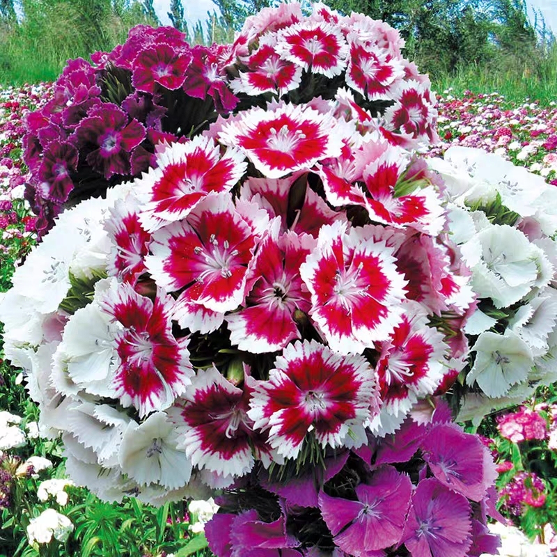 Dianthus magok 🌈 Több mint 10 szín keverése-Clara Rosan